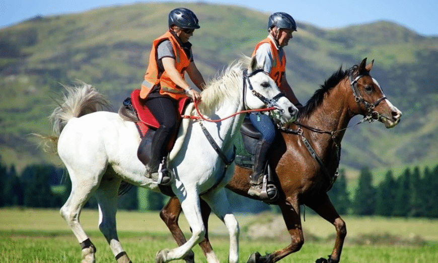 How Horses Cope With Competitive Stress