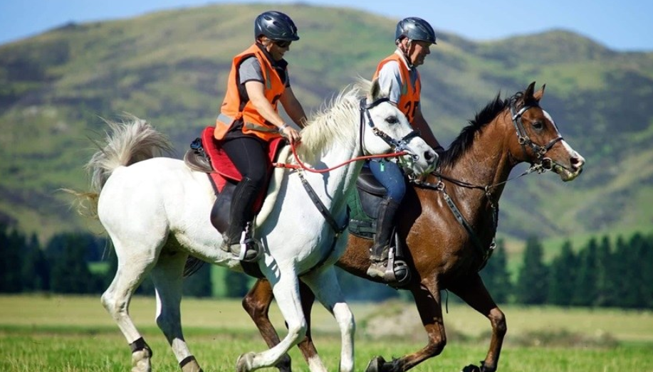 How Horses Cope With Competitive Stress