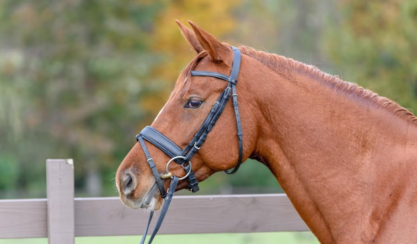 How Horses Learn Commands