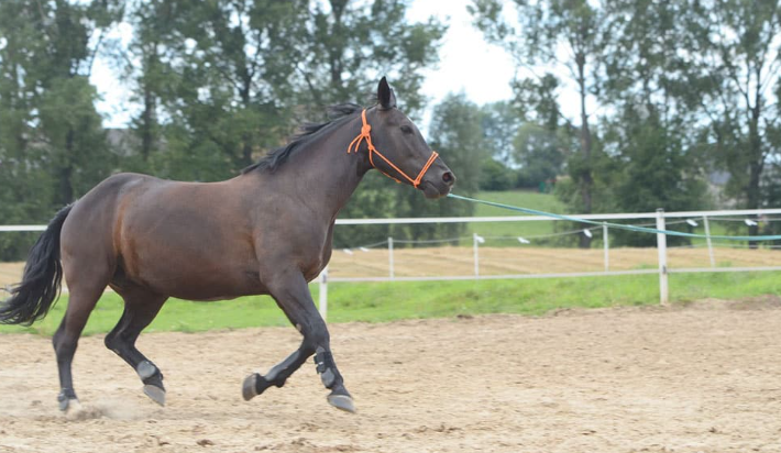 How Horses Qualify for Major Races