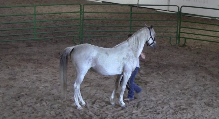How Horses React to Crowds