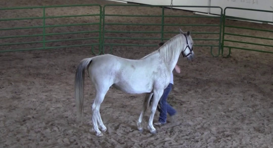 How Horses React to Crowds