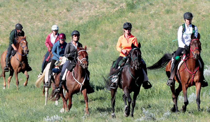How Horses Build Trust With Humans